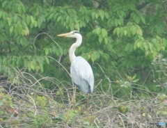 たたずむサギさん①