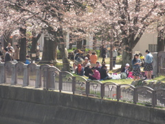福岡市内の桜⑨