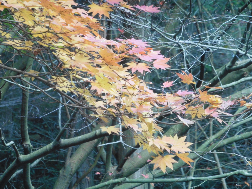 色づき始めた紅葉②