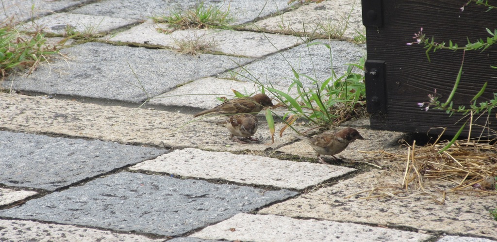 仲間で餌を探すスズメ④