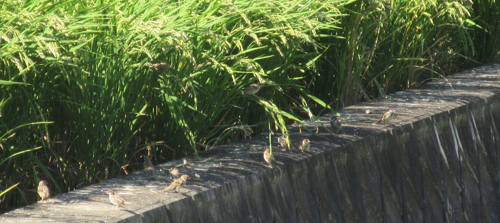 稲穂を狙うスズメ①