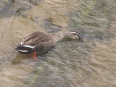 川の水を飲むカモ