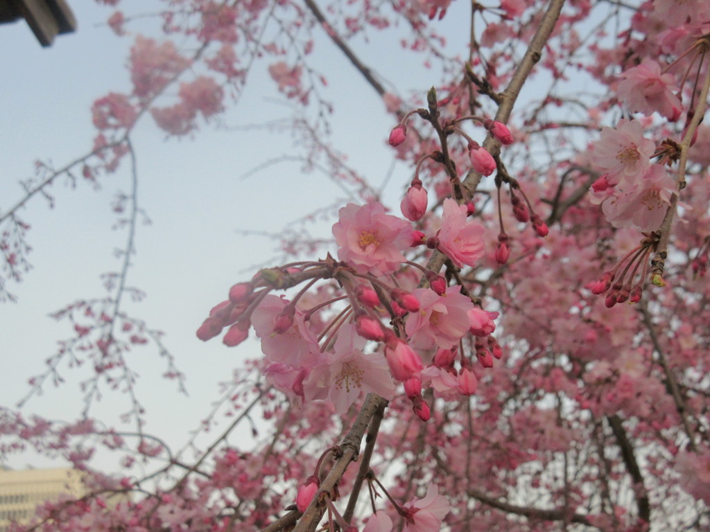 舞鶴公園の花見　⑦