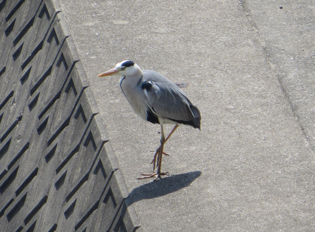 川辺にたたずむアオサギ