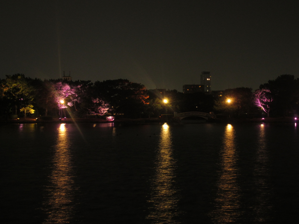 夜の大濠公園④