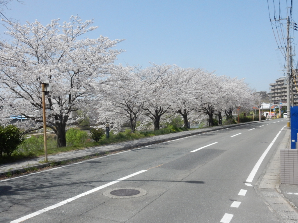 福岡県内の桜　①