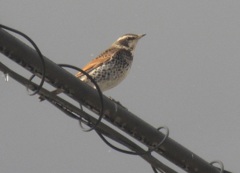電線の上に止まるツグミ①