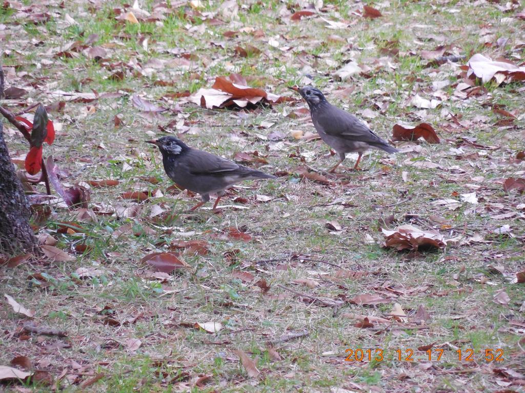 公園にいた２羽のムクドリ