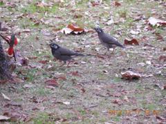 公園にいた２羽のムクドリ