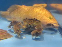 水槽の魚　①