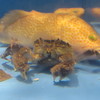 水槽の魚　①