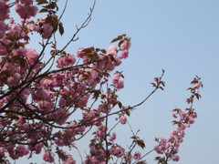咲き誇る花桃