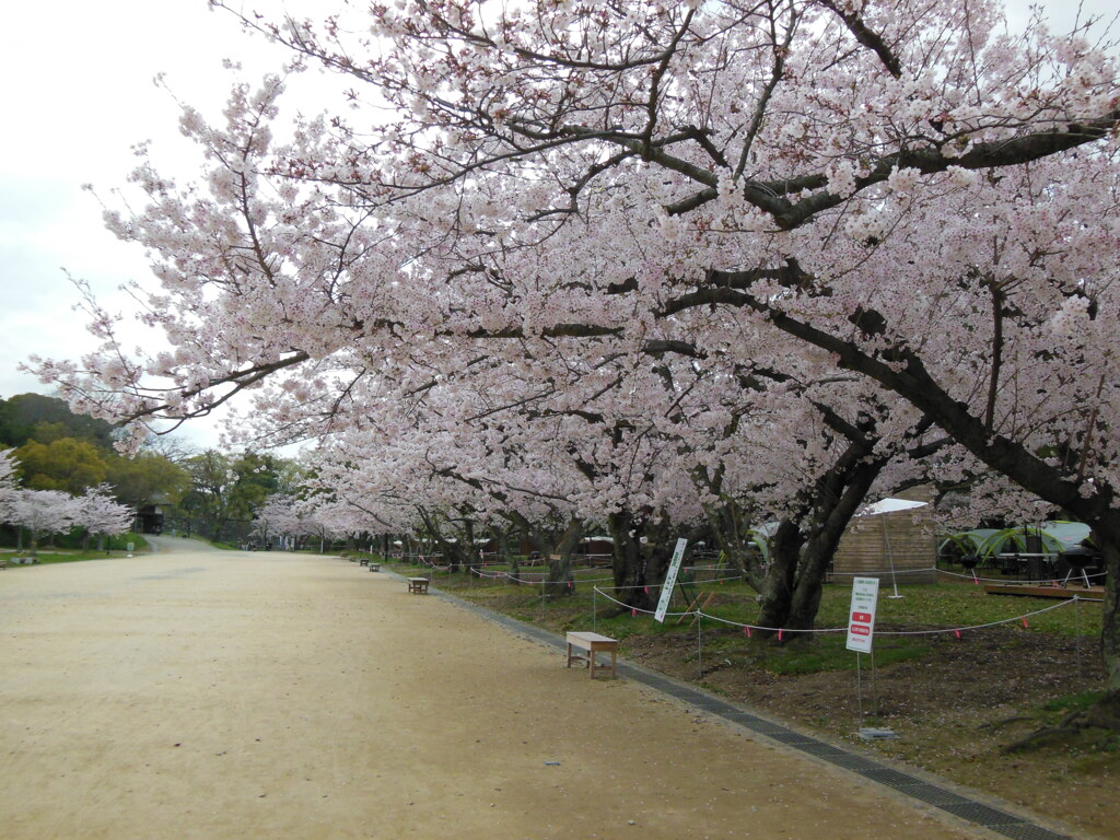 福岡市舞鶴公園の桜　⑤