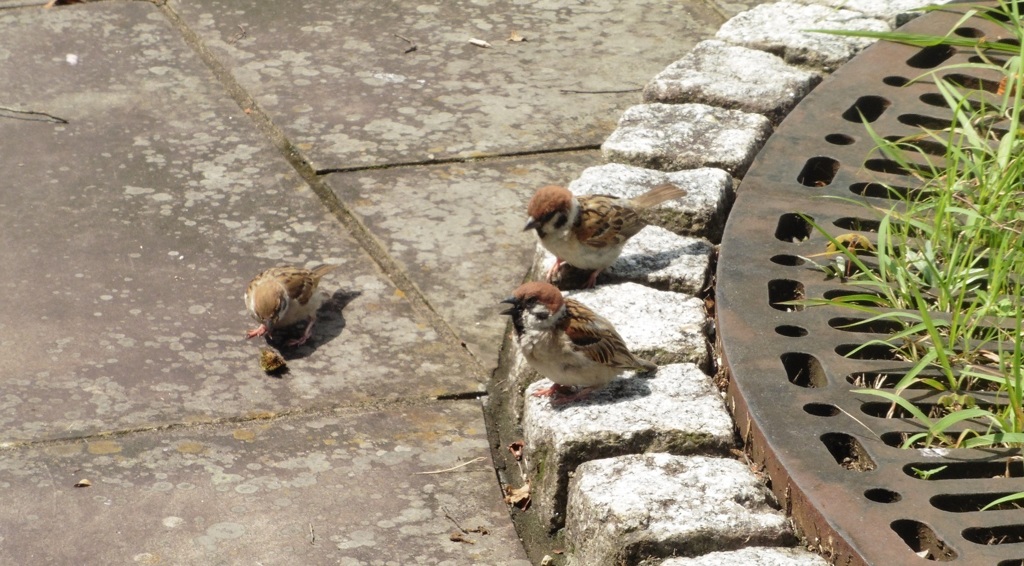 公園で遊んでるスズメ②