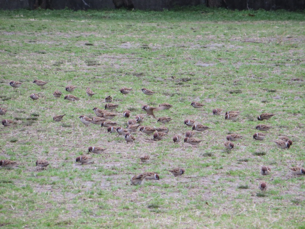 公園で撮影したスズメの群れ