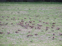公園で撮影したスズメの群れ