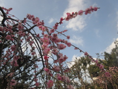 しだれ桜①
