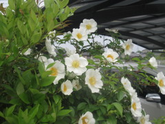 咲き誇る白い花