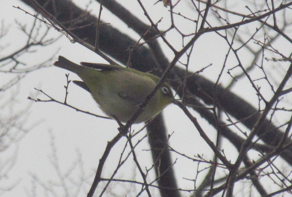 枝の上のメジロ④