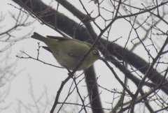 枝の上のメジロ④