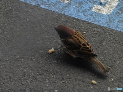 餌をほおばるスズメ③