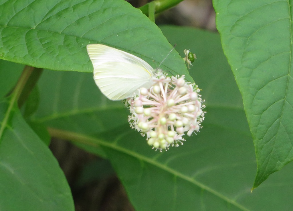 花にとまってる蝶の姿