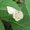 花にとまってる蝶の姿