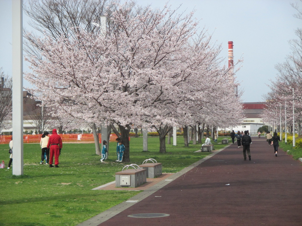小倉城公園の桜　⑩