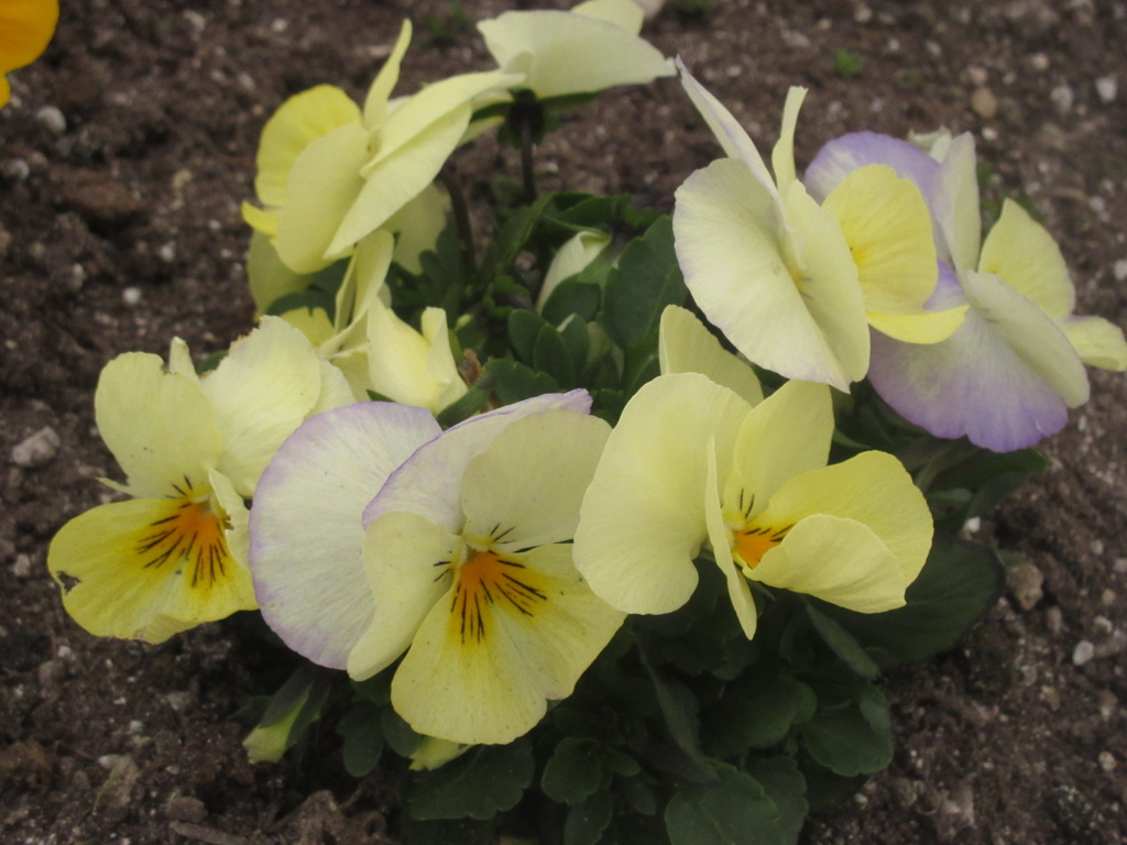 博多南駅前広場の花壇②