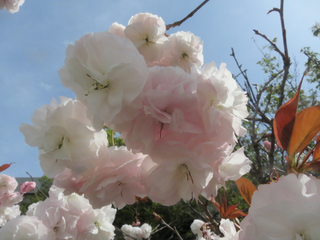 福岡の桜　⑤