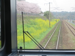 列車の前面展望から見えた菜の花