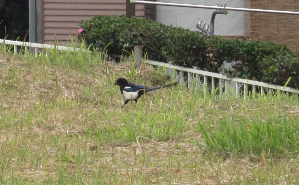 草原で餌を探すカササギ