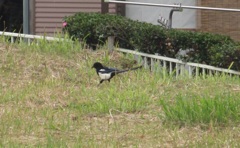 草原で餌を探すカササギ