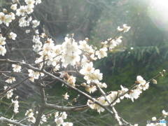 桜と日差し①