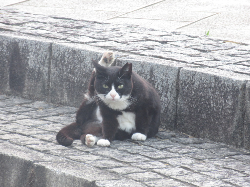 いろいろなポーズの猫ちゃん①