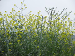 菜の花の光景②