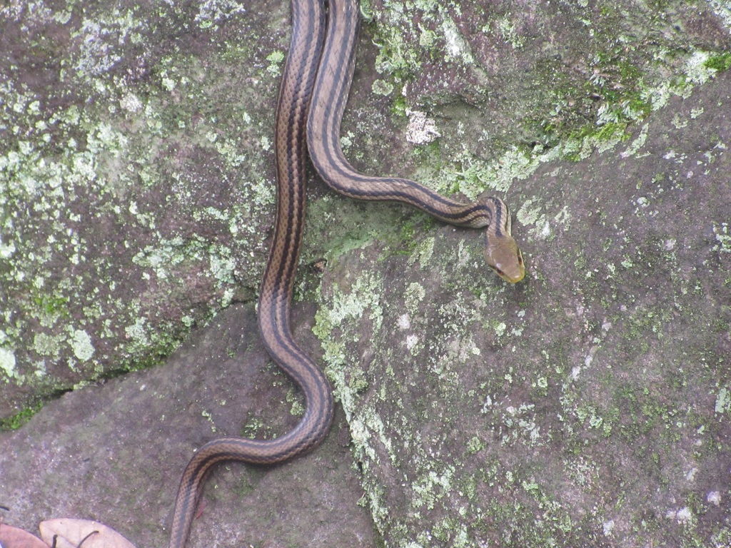 壁でじっとしてる蛇