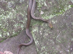 壁でじっとしてる蛇