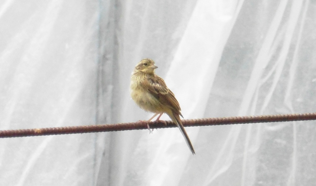 山麓で見かけた鳥②