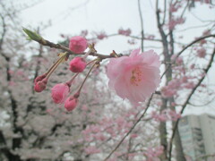 桜の開花　④