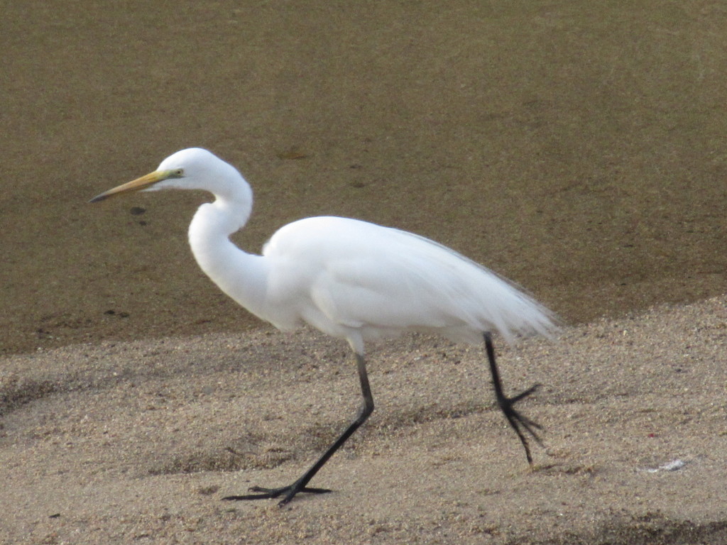 川を歩くサギ②