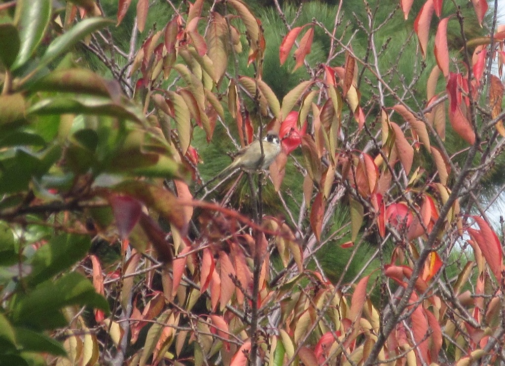 枝の上のスズメ　②