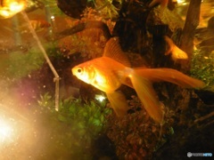 水槽の中の金魚③