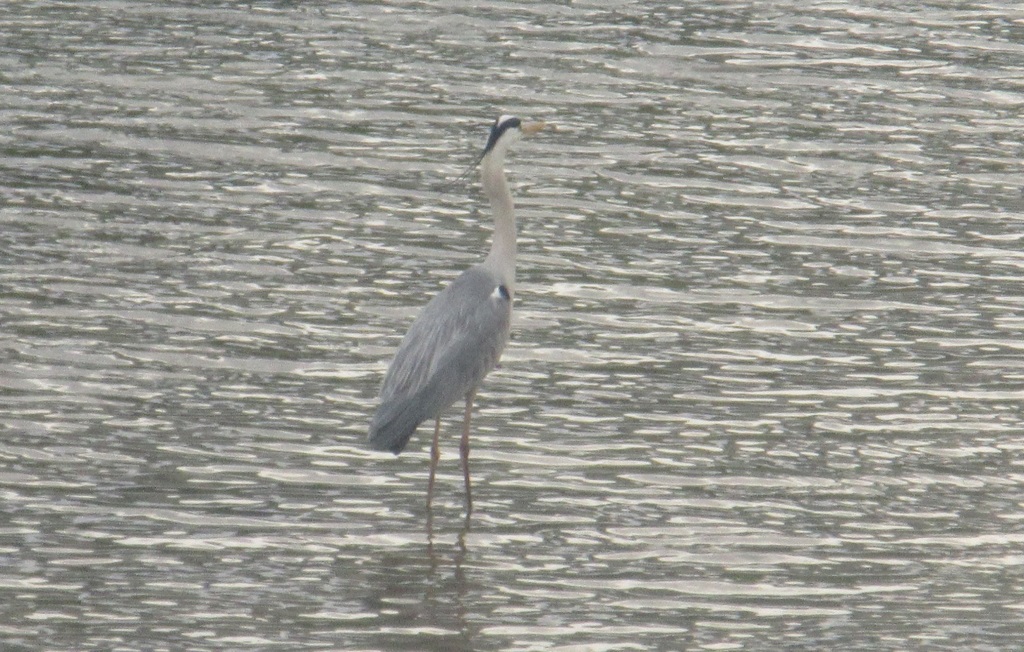 川にたたずむサギ