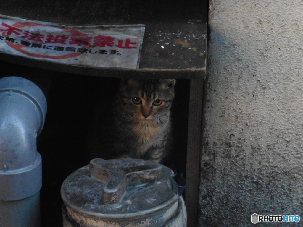 街中の猫ちゃん①