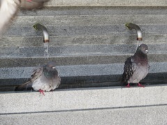 鳩の行水