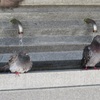 鳩の行水