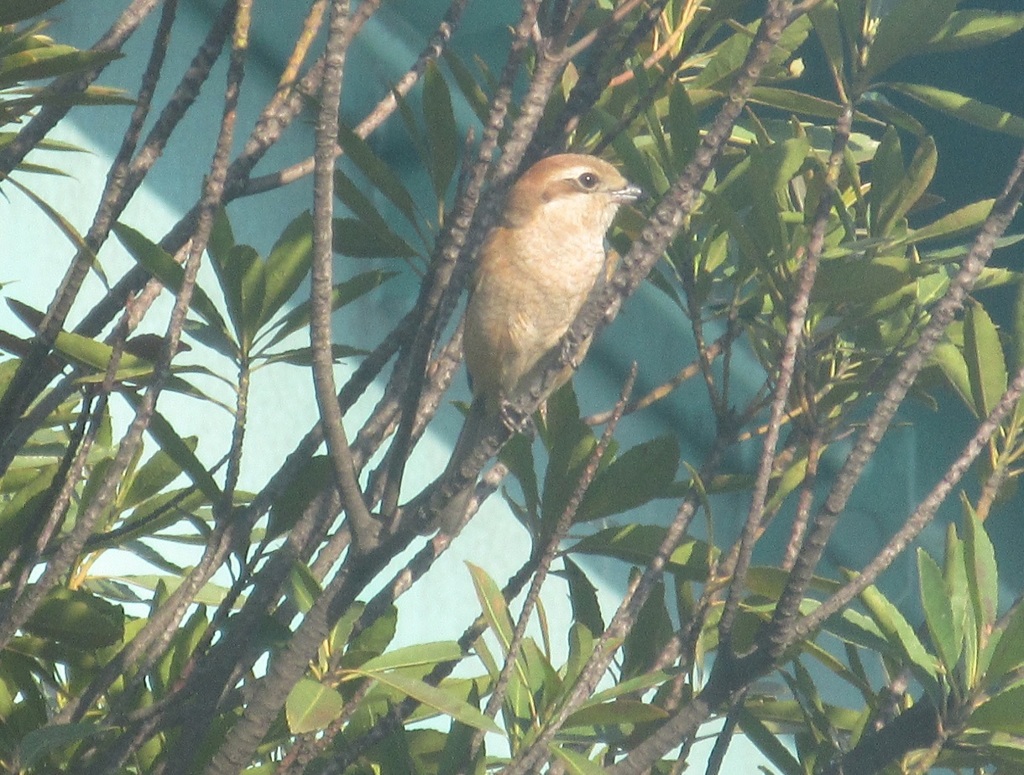 木の上のモズ③