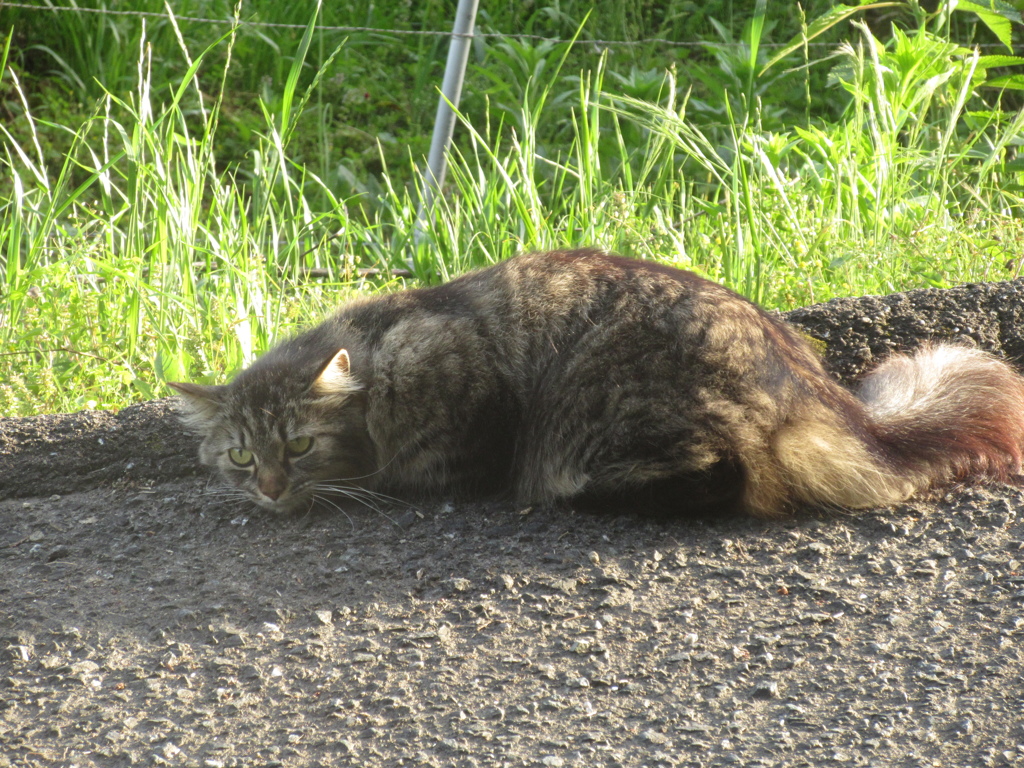 寝そべってこちらを凝視する猫ちゃん