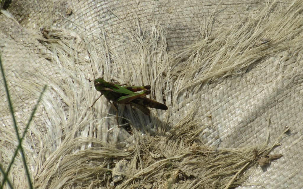 藁の上のバッタ